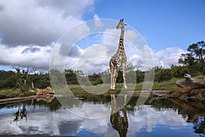 Giraffe in Kruger National park, South Africa