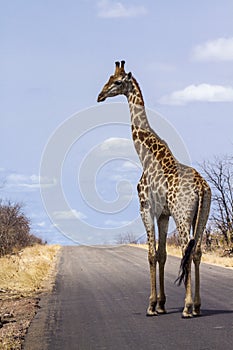 Giraffe in Kruger National park, South Africa