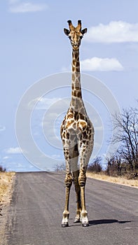 Giraffe in Kruger National park, South Africa