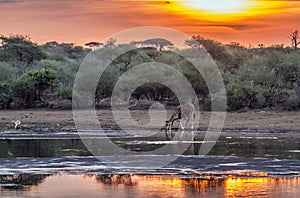 Giraffe in Kruger National park, South Africa