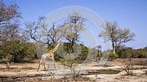 Giraffe in Kruger National park, South Africa