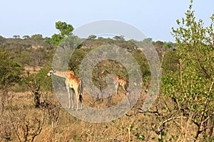 Giraffe in Kruger national park, South Africa; Specie Giraffa camelopardalis family of Giraffidae