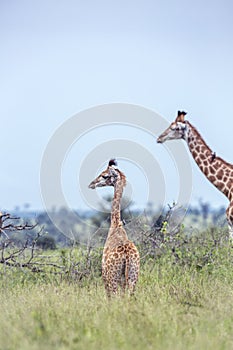 Giraffe in Kruger National park, South Africa