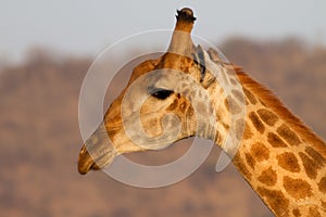 Giraffe Kruger Park