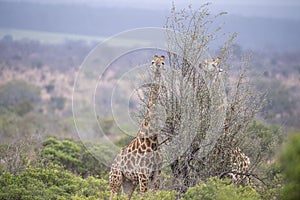 Giraffe in kruger park south africa
