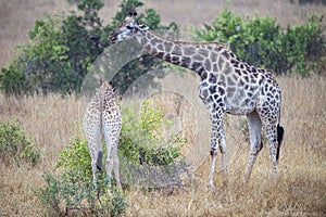 Giraffe in kruger park south africa