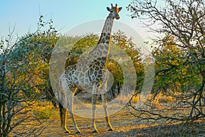 Giraffe in the Kruger Park South Africa looking at sunset