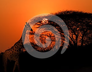 Giraffe in the Kruger park sunset