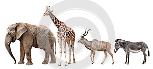 Giraffe, Kudu, Zebra and Elephant