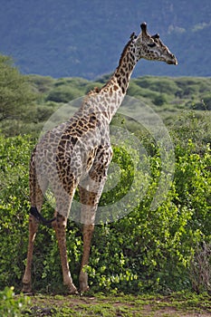 Giraffe in Lake Manyara National Park photo