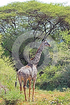 Giraffe in Lake Manyara National Park, Tanzania