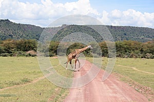 Giraffe in Lake Manyara nationalpark