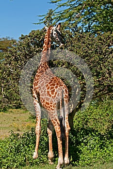 Giraffe at Lake Naivasha, Kenya