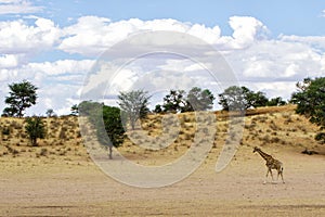 Giraffe - Kgalagadi - Kalahari - South Africa