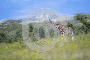 Wildscape of Giraffe in Kenya