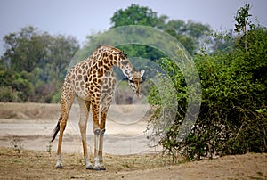 Giraffe leaning forward with oxpecker birds