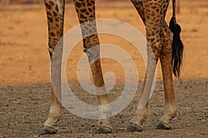 Giraffe legs
