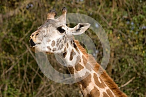 Giraffe Lick