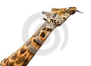 Giraffe licking - isolated