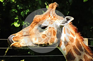 Giraffe licking their lips at Marwell Zoo England