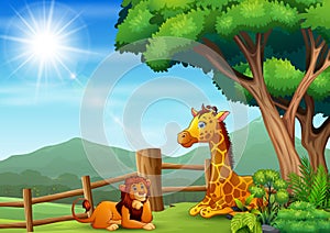 A giraffe and lion sitting and enjoying at the zoo