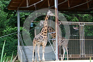 Žirafa život v zoologická záhrada 