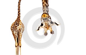 Giraffe with long head look upside down on white photo