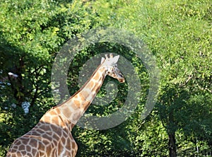 Giraffe with long neck in the safari park