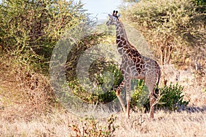 Giraffe is walking through the bush of Kenya