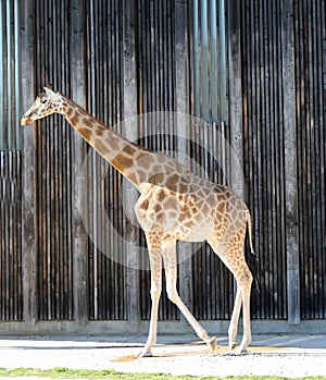 Giraffe with long neck walks