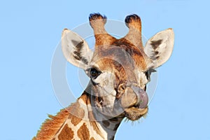 Giraffe with Long Purple Tongue