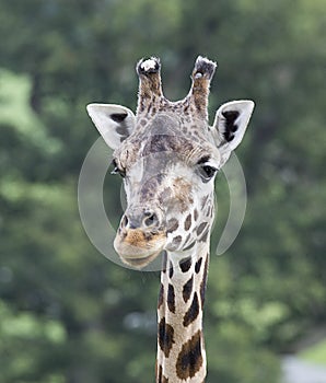 Giraffe at Longleat