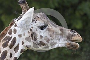 Giraffe at Longleat