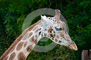 Giraffe at Longleat Safari Park