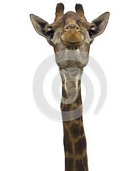 Giraffe look directly