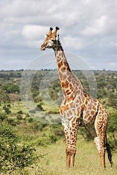 Giraffe on the look out