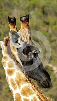 Giraffe looking back