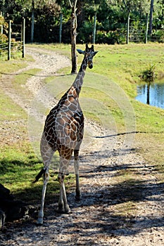 Giraffe Looking Back Illusion