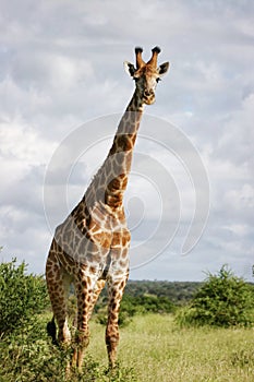 Giraffe looking in camera