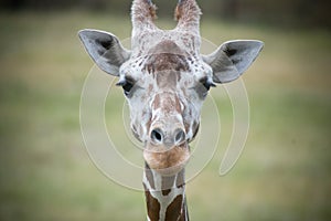 Giraffe Looking Into Camera