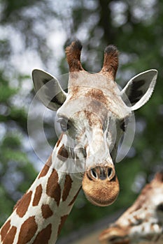 Giraffe looking at the camera. Conceptual image