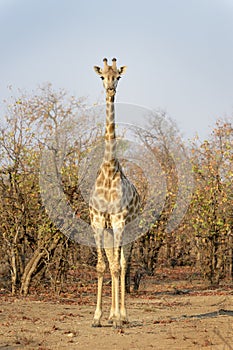 Giraffe looking at camera, low angle