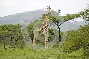 Giraffe looking into camera in Umfolozi Game Reserve, South Africa, established in 1897