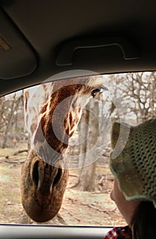 Giraffe looking in car