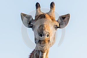 Giraffe looking directly into the camera captured in Kruger National Park South Africa