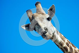 Giraffe looking down