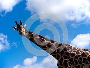 Giraffe looking down at camera