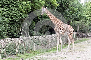 The giraffe is looking for food on the trees