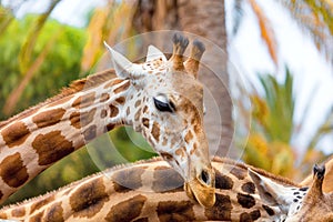 A giraffe looking and listening on tropical background with Palms.