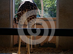 Giraffe looking outside at a zoo